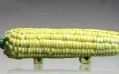 Mang "quả ngô" đi thẩm định cổ vật bị chuyên gia phán  là đồ giả, cụ ông cười khẩy nói: "Có biết tôi là ai không?"