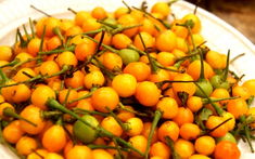 Cây “vô danh” bất ngờ thành đặc sản giá hơn 500 triệu đồng/kg, Việt Nam cũng đã trồng thành công