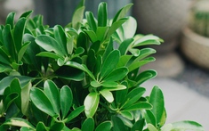 Loại cây "hút" tài lộc và phú quý: Trồng 1 cây trong nhà, vừa đuổi muỗi, vừa làm thuốc chữa bệnh