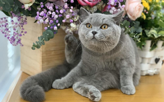 Mèo Anh lông ngắn – "bé bánh bao" đang chiếm trái tim người trẻ Thành phố Hồ Chí Minh