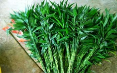 2 loại cây vừa lọc không khí, vừa hút tài lộc: Tết này nhất định phải có trong nhà