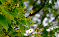 Loại cây "hút" tài lộc, mang lại bình an: Vừa giúp đuổi muỗi, vừa làm thuốc quý