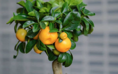 4 loại cây tạo ra luồng khí hút tài lộc, giúp gia chủ khỏe mạnh