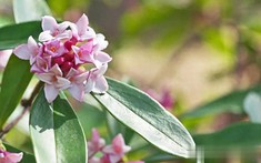 5 loại hoa thanh lọc không khí trong nhà