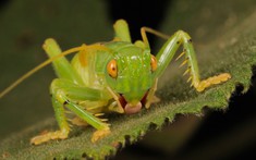 Bí ẩn loài dế biết nhả tơ như nhện: Hành vi kỳ lạ làm khoa học phải kinh ngạc