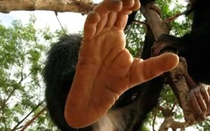 Tại sao con người mất khả năng cử động từng ngón chân riêng biệt?