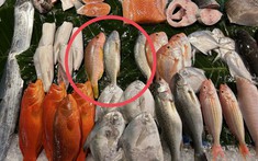 3 loại cá đầy ký sinh trùng người bán chẳng bao giờ ăn