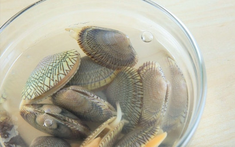 Tại sao ngao ốc đã nhả hết cát nên chờ thêm 30 phút rồi mới nấu?