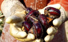 4 loại rau dễ chứa "ổ sán", chủ sạp bán cũng ngại ăn