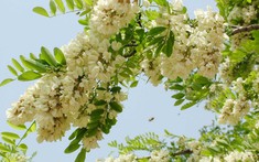 Loại cây tượng trưng cho may mắn và tài lộc, trồng trong nhà còn có được vị thuốc trị "bách bệnh"