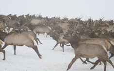 Hàng ngàn sinh vật khổng lồ tràn qua rừng lúc nửa đêm, cảnh tượng khiến mọi người sợ hãi rồi chết lặng