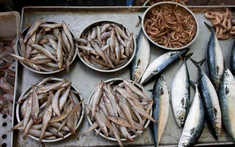 4 loại cá dễ là "ổ kim loại nặng", ngay cả người bán cũng ít dám ăn