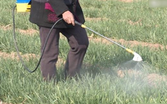 9 loại rau quen thuộc của người Việt dễ ngậm nhiều thuốc trừ sâu nhất, muốn ăn phải biết cách rửa