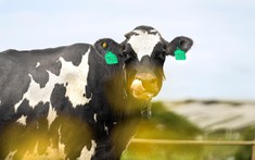 Giải mã “4 chốt chặn” giúp Vinamilk Green Farm A2 trở thành sữa tươi đầu tiên tại Châu Á đạt Clean Label Project khắt khe hơn FDA