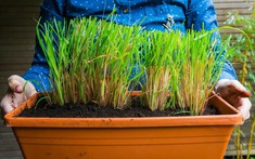 5 loại cây phổ biến tại Việt Nam "trấn trạch", giữ bình an cho ngôi nhà, là vị thuốc quý như sâm