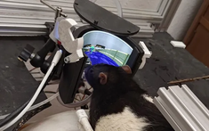 Các nhà khoa học đã dạy được chuột chơi Doom