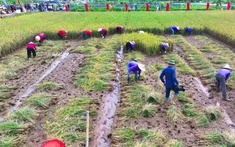 Đẩy mạnh giảm nghèo bền vững tại Hương Thủy (Huế)