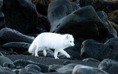 Sự thật bất ngờ về loài cáo Bắc Cực: Không chỉ có màu trắng tuyết mà còn sở hữu biến thể "màu xanh" hiếm gặp