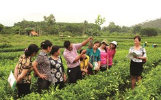 Mô hình thanh niên vươn lên làm giàu từ nông nghiệp công nghệ cao