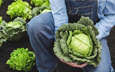 Năm 2026 sẽ là năm của bắp cải: Từ mâm cơm quê đến bàn ăn hiện đại - vì sao bắp cải đang được yêu thích trở lại?