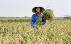 Nghệ An tạo bước chuyển mạnh trong giảm nghèo bền vững