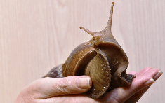 Mỹ tốn triệu đô bất lực trước ốc sên châu Phi, Trung Quốc tìm ra cách biến "kẻ xâm lăng" thành mỏ vàng kinh tế