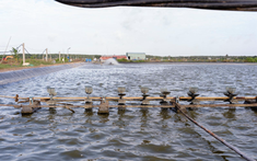 Nuôi tôm tuần hoàn gắn với phục hồi rừng ngập mặn: Hướng đi mới cho vùng ven biển