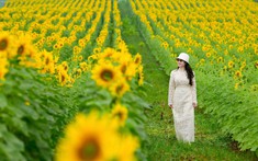 Cánh đồng hướng dương tại miền Tây Nghệ An: Toạ độ check-in bùng nổ cho hội chị em những ngày cuối năm