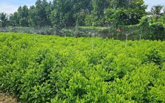 Loại rau Việt từng được trồng làm hàng rào nay thành “cây tiền tỷ”: Ngọt như mì chính, bổ ngang sâm