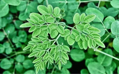 Loại rau mọc dại ở Việt Nam: Canxi gấp 4 lần sữa, hạ đường huyết, tốt cho gan