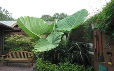 Muỗi sẽ vào nhà nếu bạn đang trồng 4 loại cây quen thuộc này