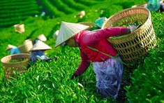 Hơn 400 container chè Việt mắc kẹt tại Pakistan: Ngành chè đứng trước nguy cơ đứt gãy chuỗi sản xuất
