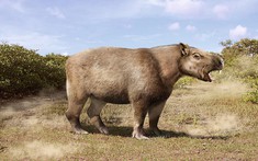 Loài chuột khổng lồ nặng 1 tấn, dài 3 mét, to ngang con trâu mộng