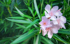 5 loại cây không nên trồng trong nhà: Mang vận rủi, thậm chí gây nguy hiểm cho sức khỏe