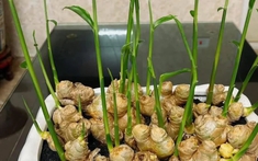 3 loại cây nên trồng vào năm 2026: Vừa làm thuốc quý vừa hút sinh khí, tài lộc vào nhà