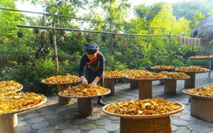 Bản làng Thái Hải – Mô hình OCOP Du lịch 5 sao