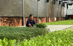 Công nghệ tưới tiết kiệm nước giải phóng sức lao động cho nông dân