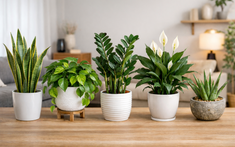 Không phải ngẫu nhiên 10 nhà khá giả thì 9 nhà đặt cây ở phòng khách: 5 loại cây mang tới vượng khí, tốt cho sức khỏe