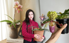 Chán lan hồ điệp? Tết này thử rước "chiếc hài của Nữ thần" về nhà, khách đến chơi ai cũng trầm trồ