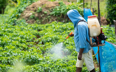 12 loại rau quả ngậm nhiều độc tố nhất năm 2025 được công bố, 2 cái tên quen thuộc lần đầu xuất hiện gây lo ngại