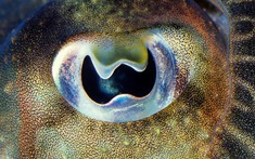 Vì sao mực nang sở hữu đồng tử hình chữ "W" kỳ lạ nhất đại dương?