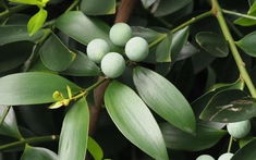 Loại cây “giữ tiền", mang lại bình an: Nhiều nhà trồng mà không biết nó có tác dụng giải độc