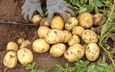 Ra chợ mua khoai tây, gặp 4 loại rẻ ngon mắt mấy cũng đừng mua