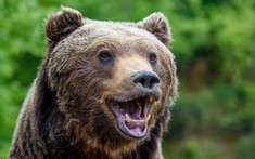 Gấu phá vỡ quy tắc tiến hóa hai lần trong lịch sử: Bí ẩn hé lộ từ bộ răng cổ đại