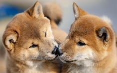 Nhân bản thú cưng cũng thí vị, nhưng đằng sau đó là những rủi ro mà giới khoa học cảnh báo