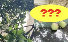 Quả xoài "tai tiếng" nhất Việt Nam: Khiến một nữ đại gia tốn cả trăm triệu vẫn chỉ biết "im lặng chịu trận"