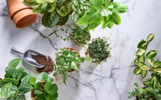 7 loại cây không nên trồng trong nhà: Vừa là biểu tượng của vận xui, vừa chứa chất độc