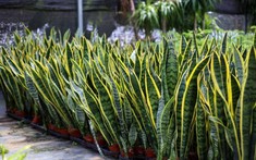 5 loại cây lọc không khí 'gọi lộc' cho năm mới: Đơn giản nhưng hiệu quả rõ rệt