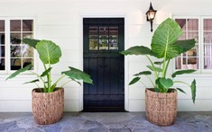 4 loại cây không nên đặt ở cửa ra vào