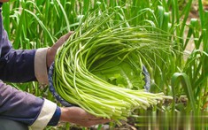 6 loại rau "không thuốc trừ sâu" tốt như nhân sâm, chợ Việt bán rất nhiều và rẻ